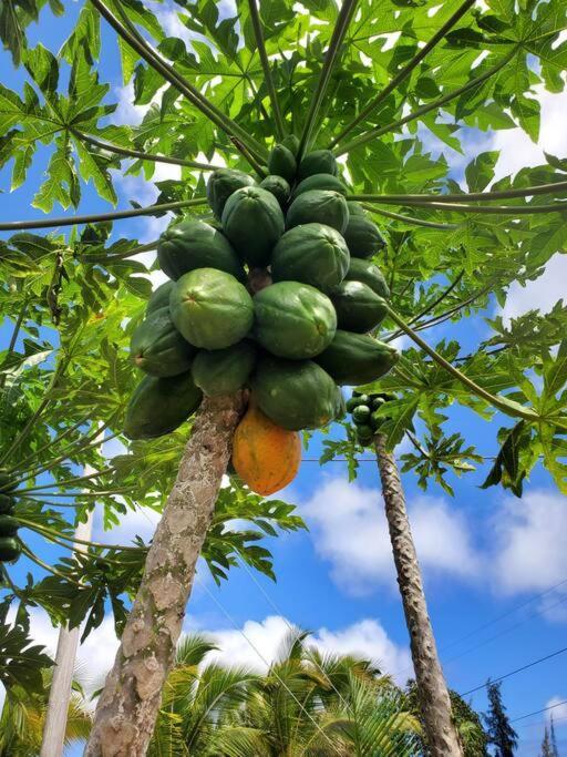 Pahoa Paradise Palms Екстер'єр фото